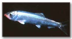 herring